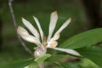 Umbrella tree